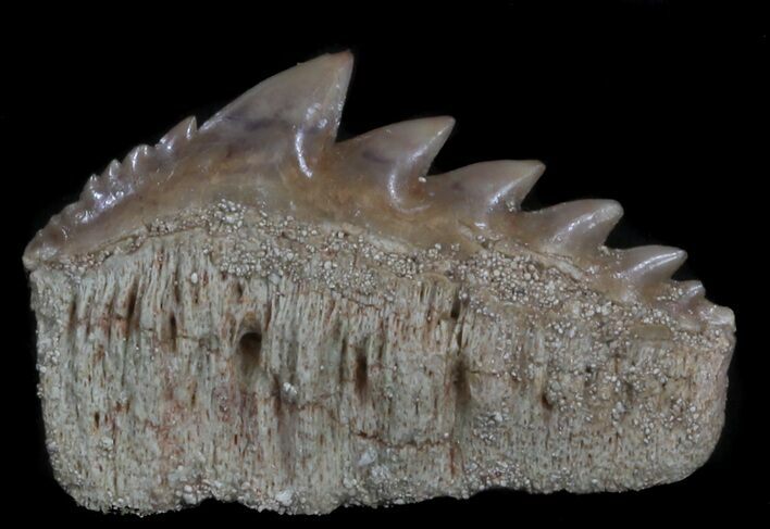 Fossil Cow Shark (Hexanchus) Tooth - Morocco #35017
